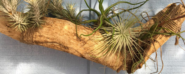 tillandsia