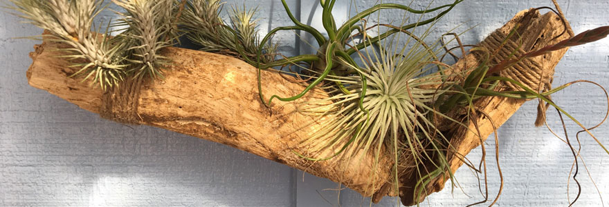 tillandsia